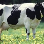 Imagem relacionada a Flatulência de vacas causa explosão na Alemanha