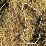 Imagem relacionada a Pegadas de Pé Grande foram encontradas em Ilha de Vancouver