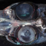 Imagem relacionada a Descoberta nova espécie de peixe com quatro olhos