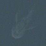 Imagem relacionada a Monstro do Lago Ness encontrado em mapa da Apple