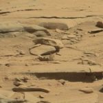 Imagem relacionada a Crânio de dinossauro fotografado em Marte