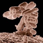 Imagem relacionada a Cientistas criam organismo alienígena em laboratório