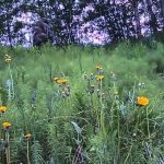 Imagem relacionada a Pé Grande filmado em floresta da Noruega
