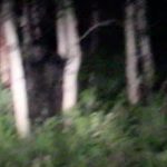 Imagem relacionada a Casal encontra Pé Grande em estrada durante a noite