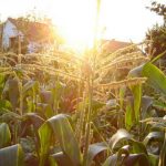 Imagem relacionada a Misteriosa formação em colheita aparece na Rússia