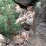 Imagem relacionada a Gollum avistado na China era uma farsa