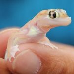 Imagem relacionada a Rússia perde contato com lagartixas espaciais