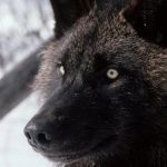 Imagem relacionada a Moradores das Filipinas relatam ataques de lobisomens