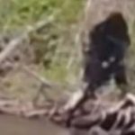 Imagem relacionada a Pé Grande fotografado na Virginia, EUA