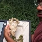 Imagem relacionada a Evidência de Pé Grande descoberta em Vicksburg (EUA)