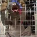 Imagem relacionada a Criatura bizarra é capturada na ilha de Bornéu