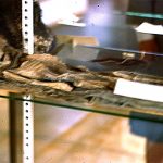 Imagem relacionada a Ufólogos afirmam ter encontrado provas do ET do caso Roswell