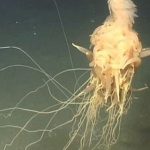 Imagem relacionada a Monstro espaguete filmado na costa angolana