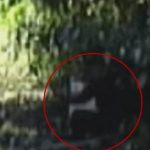 Imagem relacionada a Nova filmagem mostra que Pé Grande ainda se esconde em Bluff Creek