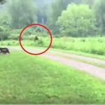 Imagem relacionada a Cão afugenta Pé Grande na Carolina do Norte (EUA)