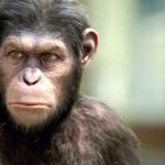 Imagem relacionada a Macacos estão próximos da capacidade de falar