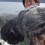 Imagem relacionada a Pescador captura peixe gigantesco na costa do Japão