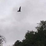 Imagem relacionada a Pterossauro vivo foi visto sobrevoando a cidade de Idaho