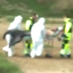 Imagem relacionada a Vídeo mostra sereia sendo retirada de lago por homens com roupas de proteção biológica