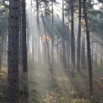 Imagem relacionada a Homem filma chão de floresta "respirando" no Canadá