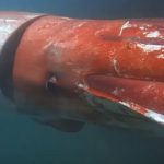 Imagem relacionada a Lula gigante filmada ao vivo na costa do Japão