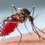 Imagem relacionada a Mosquito do vírus Zika foi geneticamente modificado