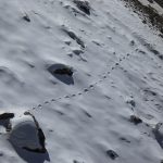 Imagem relacionada a Montanhista diz encontrado pegadas do Abominável Homem das Neves