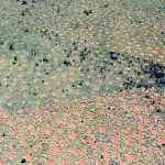 Imagem relacionada a Misteriosos 'anéis de fadas' encontrados na Austrália