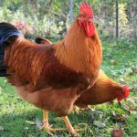 Imagem relacionada a Cientistas fazem crescer uma perna de dinossauro em uma galinha