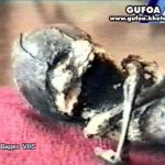 Imagem relacionada a A história do bebê alien Aleshenka