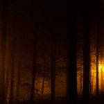 Imagem relacionada a Fogo da Aldeia, o fenômeno das árvores que emitem luminescência