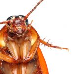 Imagem relacionada a Leite de barata pode ser o superalimento do futuro