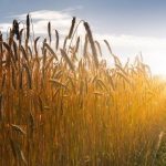 Imagem relacionada a Teoria dos OVNIs tem atrapalhado as investigações dos círculos em plantações, diz professor