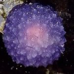 Imagem relacionada a Misteriosa esfera roxa encontrada no fundo do mar