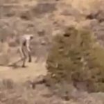 Imagem relacionada a Suposto Gollum teria aparecido no Brasil