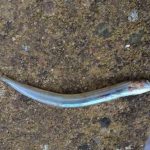 Imagem relacionada a Peixes estão caindo do céu sobre a Escócia