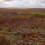 Imagem relacionada a Bolhas de metano surgem no solo da Sibéria