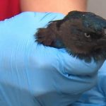 Imagem relacionada a Mistério: 40 aves caem do céu sobre Boston, EUA