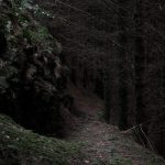 Imagem relacionada a Homem grava sons alienígenas emanando de floresta nos EUA