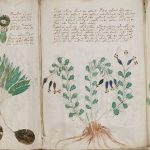 Imagem relacionada a Manuscrito Voynich foi escrito em duas línguas