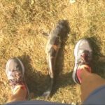 Imagem relacionada a Peixe cai do céu e atinge mulher no rosto