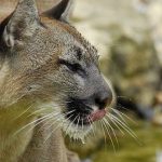 Imagem relacionada a Mistério da Besta de Bodmin Moor foi resolvido?