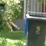 Imagem relacionada a Tilacino vivo teria sido avistado na Austrália