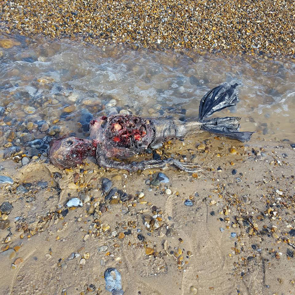 Imagem relacionada a Homem encontra restos de sereia em praia britânica