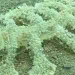 Imagem relacionada a Criatura bizarra filmada no fundo do oceano