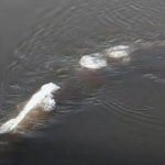 Imagem relacionada a Monstro de Gelo filmado em rio do Alasca