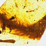 Imagem relacionada a Cauda de dinossauro foi encontrada em âmbar