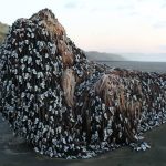 Imagem relacionada a Misterioso objeto encontrado em praia da Nova Zelândia