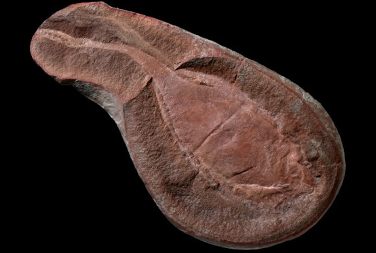 Imagem relacionada a Mistério do 'Monstro Tully' continua sem explicações