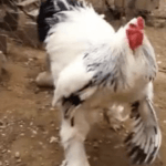 Imagem relacionada a Vídeo de frango gigante assusta a internet